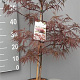 Acer pal. 'Garnet' 50-60 cm 7,5L