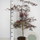 Acer pal. 'Garnet' 60-80 cm 7,5L
