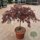Acer pal. 'Garnet' 60-80 cm 15L