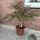 Acer pal. 'Garnet' 60-80 cm 15L