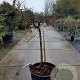 Acer pal. 'Garnet' 100 cm stam container kroon 100-125