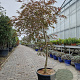 Acer pal. 'Garnet' 100 cm stam container kroon 100-125