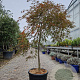 Acer pal. 'Garnet' 100 cm stam container kroon 100-125