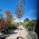 Acer plat. 'Crimson Sentry' 180 cm stam container 18-20 leiboom