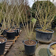 Albizia julibrissin 175-200 cm container meerstammig