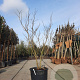 Albizia julibrissin 175-200 cm container meerstammig