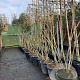 Albizia julibrissin 175-200 cm container meerstammig