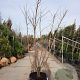 Albizia julibrissin 200-250 cm container struik solitair