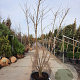 Albizia julibrissin 200-250 cm container struik solitair