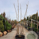Albizia julibrissin 250-300 cm container meerstammig extra