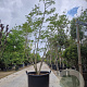 Albizia julibrissin 250-300 cm container meerstammig