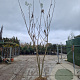 Albizia julibrissin 350-400 cm draadkluit meerstammig