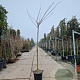 Albizia julibrissin 200 cm stam container 8-10