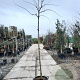 Albizia julibrissin 200 cm stam container 10-12 lei 150x120