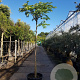 Albizia julibrissin 200 cm stam container 16-18 leiboom