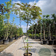 Albizia julibr. Ombrella 175-200 cm 15L