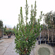 Arbutus unedo 200-250 cm 45L