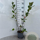 Aronia melanocarpa 60-80 cm 2,0L
