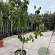 Asimina triloba 200-250 cm 50L