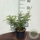 Buddleja 'White Ball' 20-30 cm 2,0L
