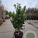 Camellia japonica 100-125 cm 35L extra