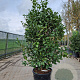 Camellia j. 'California' 175-200 cm container meerstammig