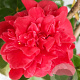 Camellia j. 'Mrs Charles Cobb' 100-125 cm 15L
