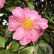 Camellia sas. 'Cleopatra' 175-200 cm cont. 130L paraplu
