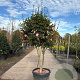 Camellia sas. 'Cleopatra' 175-200 cm cont. 130L paraplu