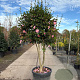 Camellia sas. 'Cleopatra' 175-200 cm cont. 130L paraplu