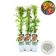 Campsis radicans 70 cm 2,0L zaailing