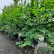 Carpinus betulus 300-350 cm container meerstammig
