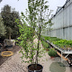 Carpinus betulus 300-350 cm container meerstammig