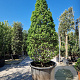 Carpinus bet. 'Monument' 250-300 cm container geveerd