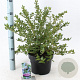Ceanothus griseus 'Yankee Point' 30-40 cm 5,0L