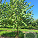Cercidiphyllum japonicum 175-200 cm met kluit extra