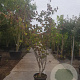 Cercis can. Red Force 250-300 cm 50L