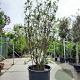 Cercis siliquastrum 300-350 cm container meerstammig