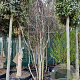 Cercis siliquastrum 300-350 cm container meerstammig