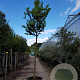 Cercis siliquastrum 220 cm stam container 20-25