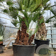 Chamaerops humilis 175-200 cm container meerstammig