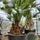 Chamaerops humilis 175-200 cm container meerstammig