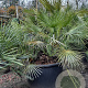 Chamaerops humilis argentea 125-150 cm container meerstammig