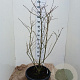 Chionanthus virginicus 125-150 cm 35L solitair