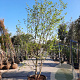 Chionanthus virginicus 300-350 cm container meerstammig