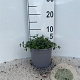 Cistus obtusifolius plantgoed 2,0L