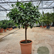 Citrus latifolia 100-110 cm 20L stam