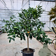 Citrus paradisi 100-110 cm 20L stam