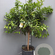 Citrus reticulata 100-110 cm 20L stam