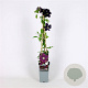 Clematis 'Warszawska Nike' 70 cm 2,0L